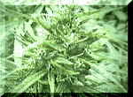Cannabis sativa2.gif